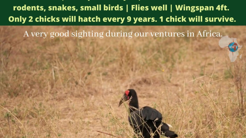Ground Hornbill